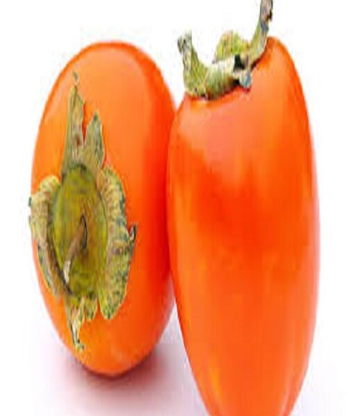 نهال خرمالو ژاپنی