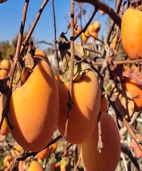 نهال خرمالو ژاپنی
