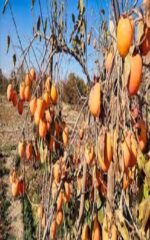 نهال خرمالو ژاپنی