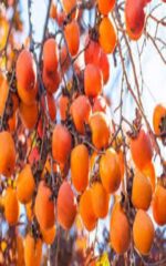 نهال خرمالو ژاپنی