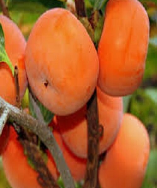 نهال خرمالو گوجه ای