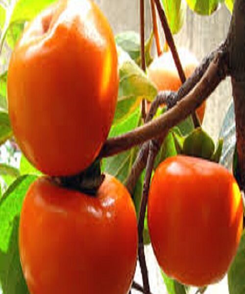 نهال خرمالو گوجه ای