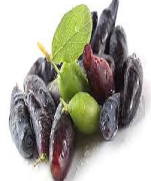 نهال ذغال اخته سیاه