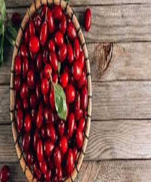 نهال ذغال اخته فومینا