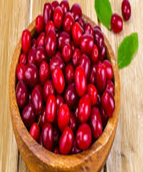 نهال ذغال اخته محلی