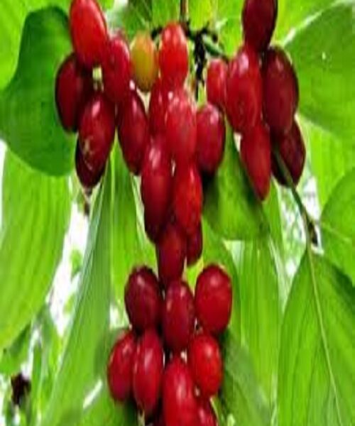نهال ذغال اخته محلی