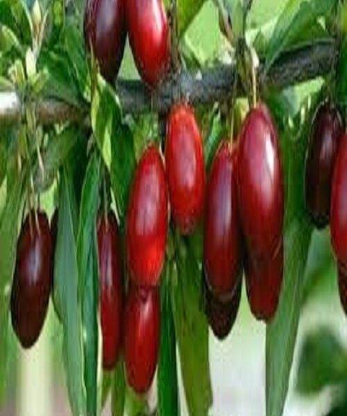 نهال ذغال اخته گلابی