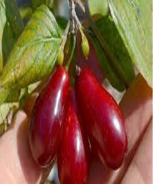 نهال ذغال اخته گلابی