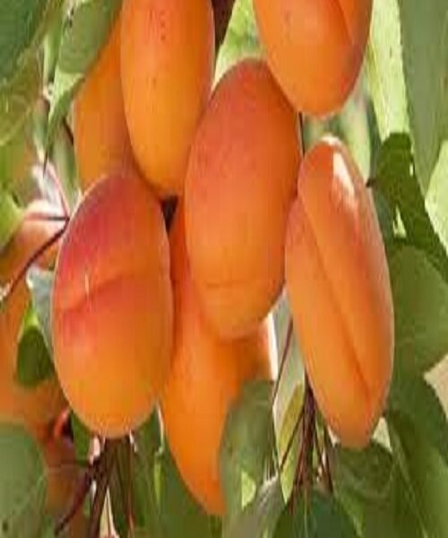 نهال زردآلو تخم مرغی