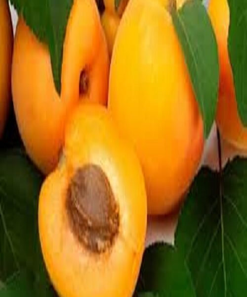 نهال زردآلو انبه ای