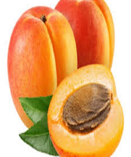 نهال زردآلو تلتون