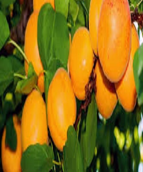 نهال زردآلو شکر پاره