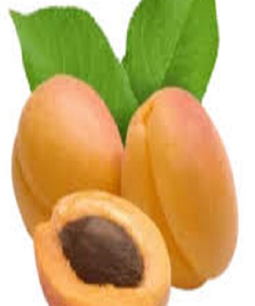 نهال زردآلو شکر پاره