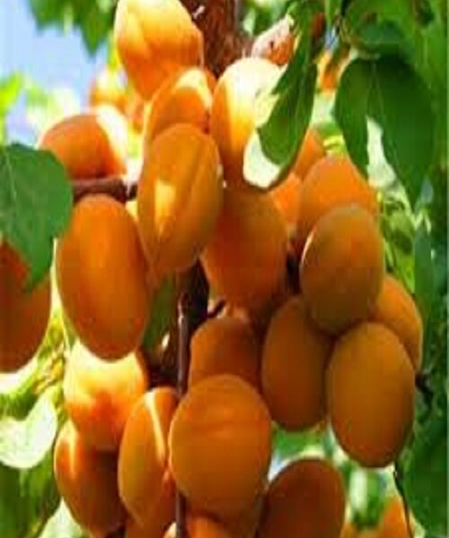نهال زردآلو عسگرآباد