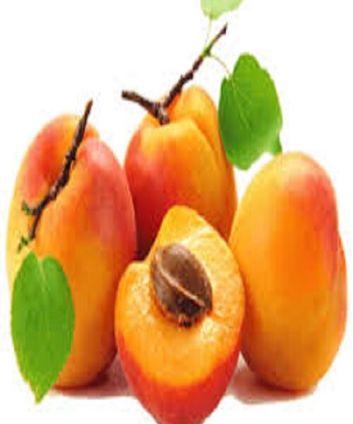 نهال زردآلو عسگرآباد