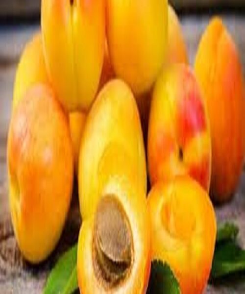نهال زردآلو نصیری
