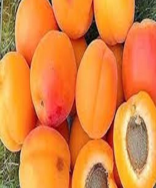 نهال زردآلو پرتقالی