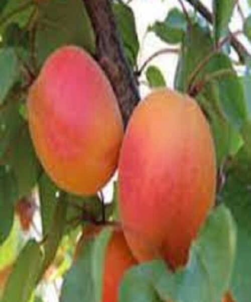 نهال زردآلو کاستل بریت