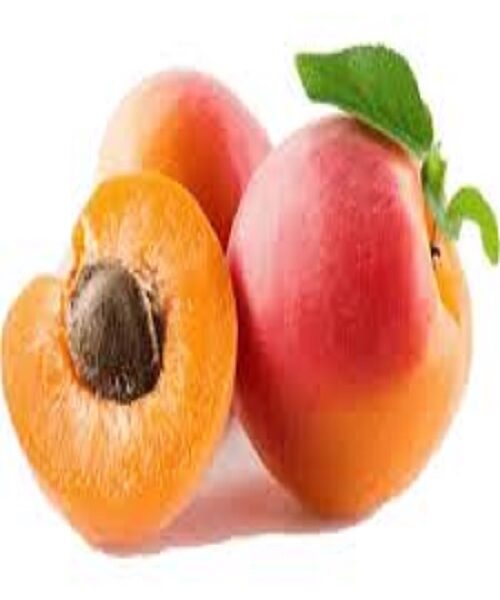 نهال زردآلو کاستل بریت