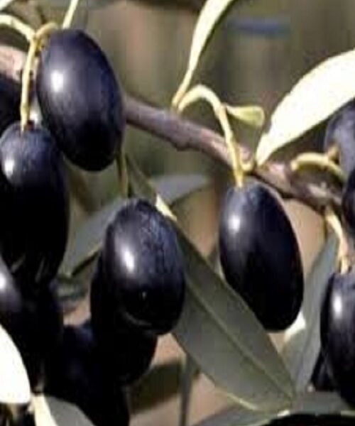 نهال زیتون سیاه
