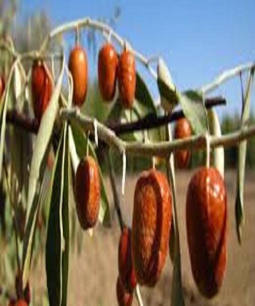 نهال سنجد قزل