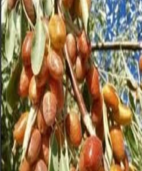نهال سنجد محلی