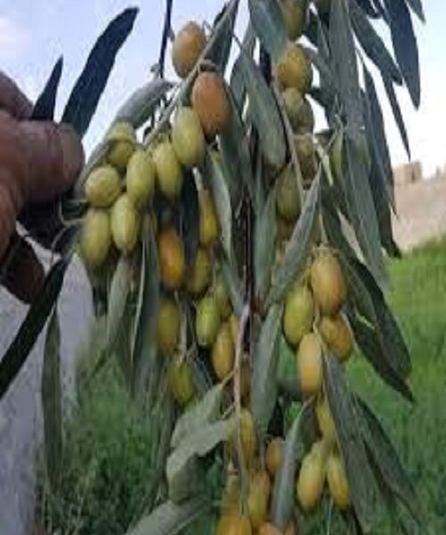 نهال سنجد حاج حسینی