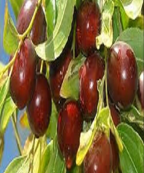 نهال عناب ارمنی