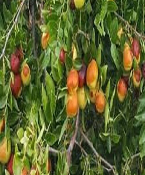 نهال عناب خوشه ای