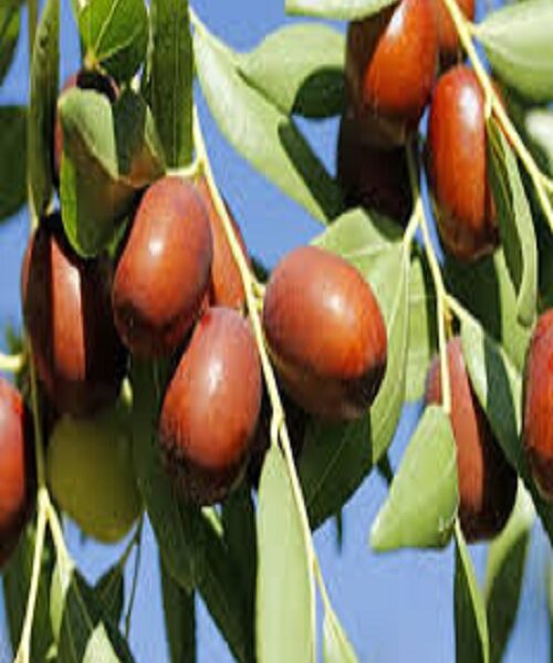 نهال عناب خوشه ای