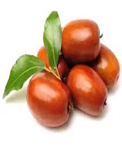نهال عناب قائنات