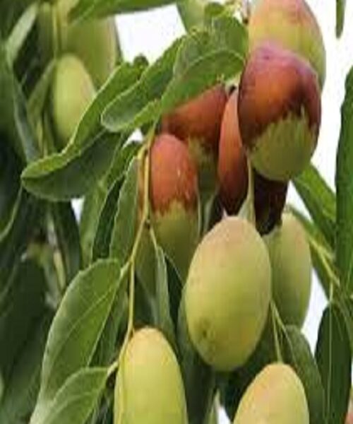 نهال عناب قائنات