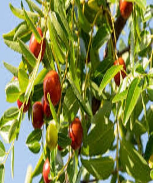 نهال عناب ژاپنی