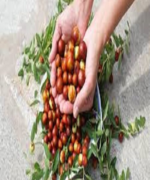 نهال عناب ژاپنی
