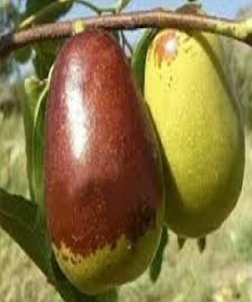 نهال عناب گلابی