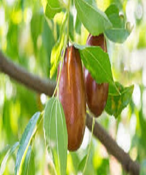 نهال عناب گلابی