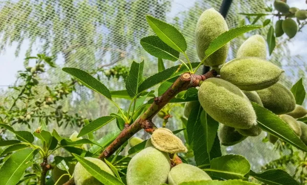 almonds-inside-net-bright-1000x750-1